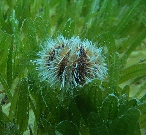 West Indian Sea Egg