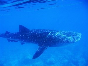 Whale Shark, photo taken at Tektite in 2009.