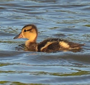 White-cheeked Pintail Duck