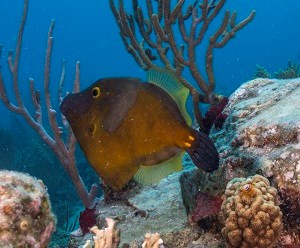 Whitespotted Filefish