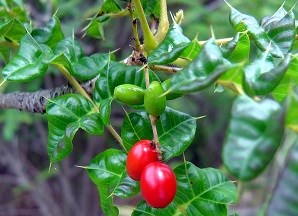 Christmas bush (Comocladia dodonaea)