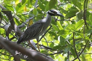 Yellow-crowned Night-Heron (Nyctanassa violacea)