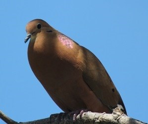Zenaida Dove (Zenaida aurita) David Horner