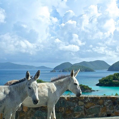 Donkeys Enjoying the View