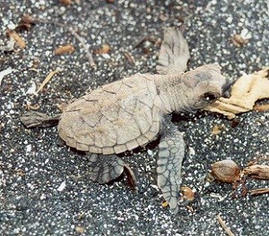 Hawksbill Hatchling from HAVO