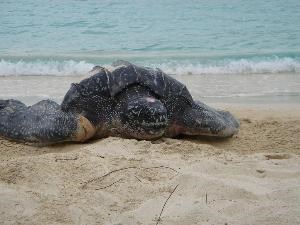 Leatherback turtle coming up on the beach to nest. Leatherback Turtle