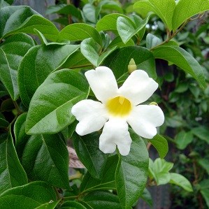 Liana fragante Distictis lactiflora