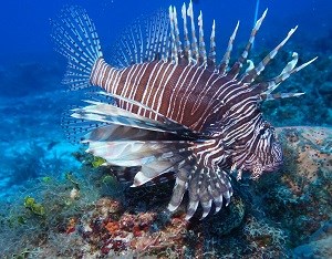 Red Lionfish (Pterois volitans)