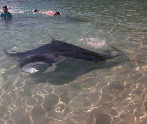 Caribbean Manta Ray (Manta sp. cf. birostris) Cristina Kessler