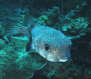 Porcupinefish  (Diodon hystrix)