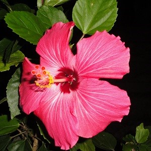 Red Hibiscus