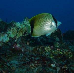 Reef Butterflyfish