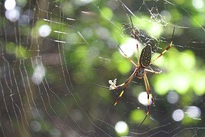 Spider