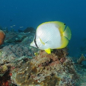 Spotfin Butterflyfish