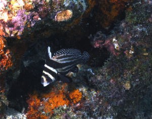 Spotted Drum (Epuetus punctatus) Adult