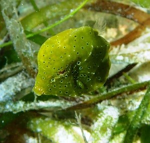 Juvenile Spotted Trunkfish