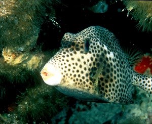 Spotted Trunkfish