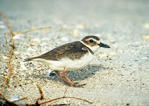Wilsons Plover NPS Photo