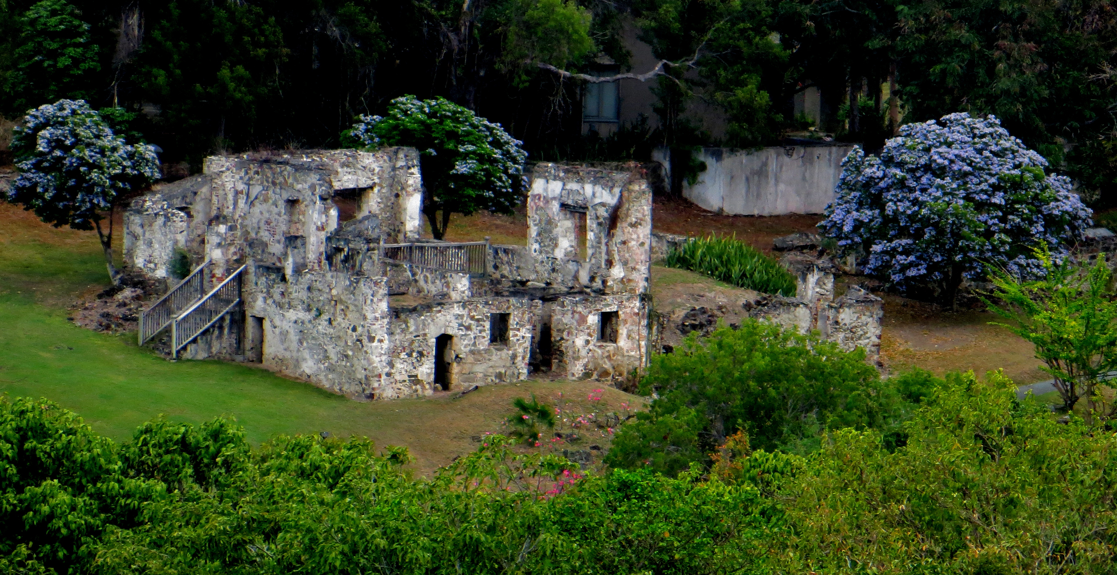 The ruins of the estate house at Caneel Bay stands among the greenery of lignum vitae trees blooming with purple flowers