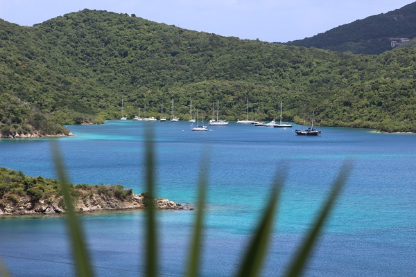 A teyer palm leaf partially obscures the blue waters and green forested hillsides of Hurricane Hold in Virgin Islands National Park.