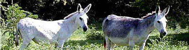 Donkeys, which were the beast of burden before autos came to the Island, became feral and now roam freely.