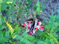 Abrus precatorius_Jumbie Bean Vine