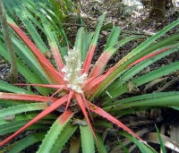 Bromelia penguin or  False Pinapple