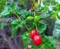 Christmas Bush or Comocladia dodonaea