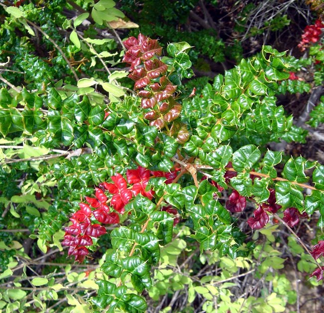 Leaves of Christmas bush (Comocladia dodonaea) spread out onto into clearings with their glossy green and red coloration and spiky edges.