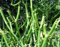 Euphorbia tirucalli or Milk Bush