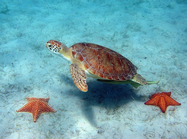 A green sea turtle, with its mottled brown and green shell, swims through the crystal clear water of Virgin Islands National Park above the tan sandy bottom, dotted with leaves of green seagrass, as a sharksucker clings to the turtle's underside.