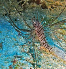 LionFish24kb