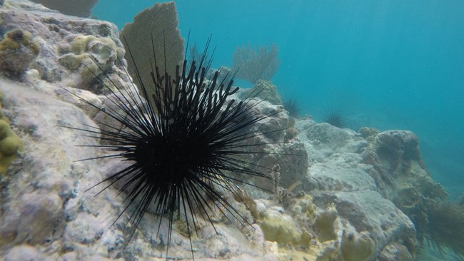 A long-spined sea urchin with long, thin black spines clings to the sea floor among green mustard corals, purple sea fans, and light brown fire corals.
