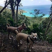 Two Dogs on leash