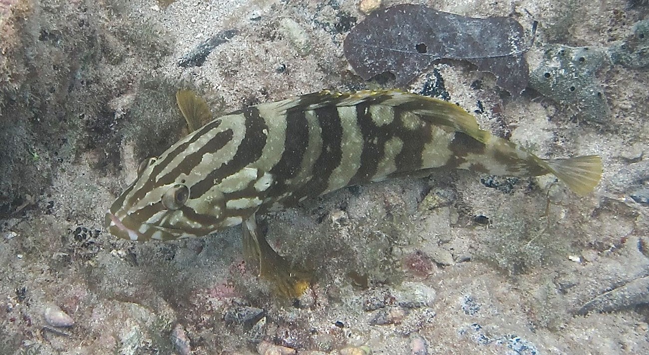 A Nassau Grouper with dark and light green striped scales rests on the gray rocky sea bottom.