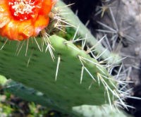Opuntia rubescens or Prickly Pear