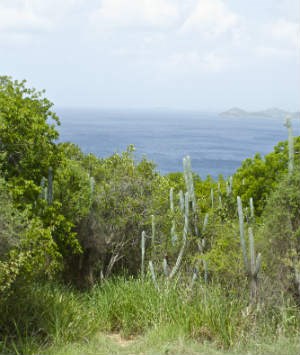 Tektite Trail View