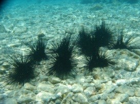 Urchins