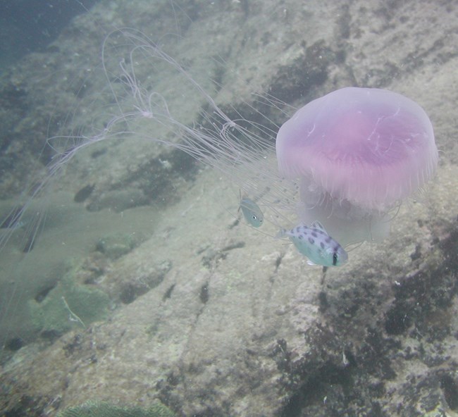 A purple/pink stinging jellyfish with a domed body and long, thin tentacles trailing behind drifts through over the grey rocky seafloor below the waters of Virgin Islands National Park.