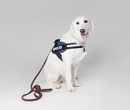 Service Dog