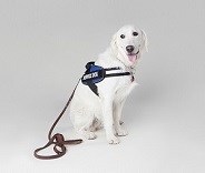 Service Dog