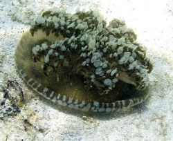 upsidedown Jellyfish