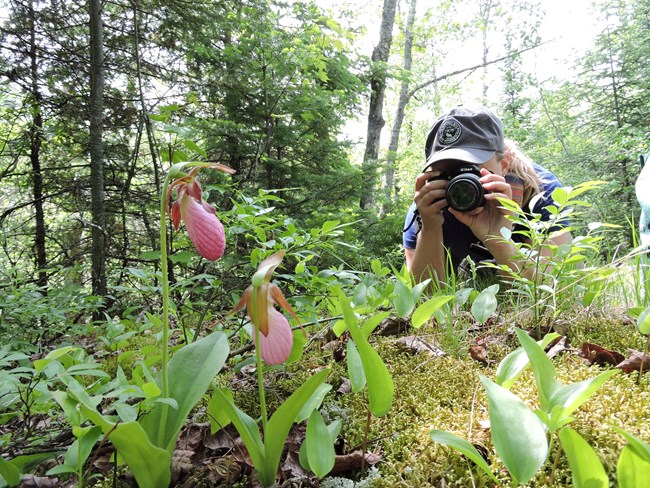 A volunteer kneels near a trail, her face hidden behind a large, black camera, and takes photograph of two pink Showy Ladyslipper flowers.