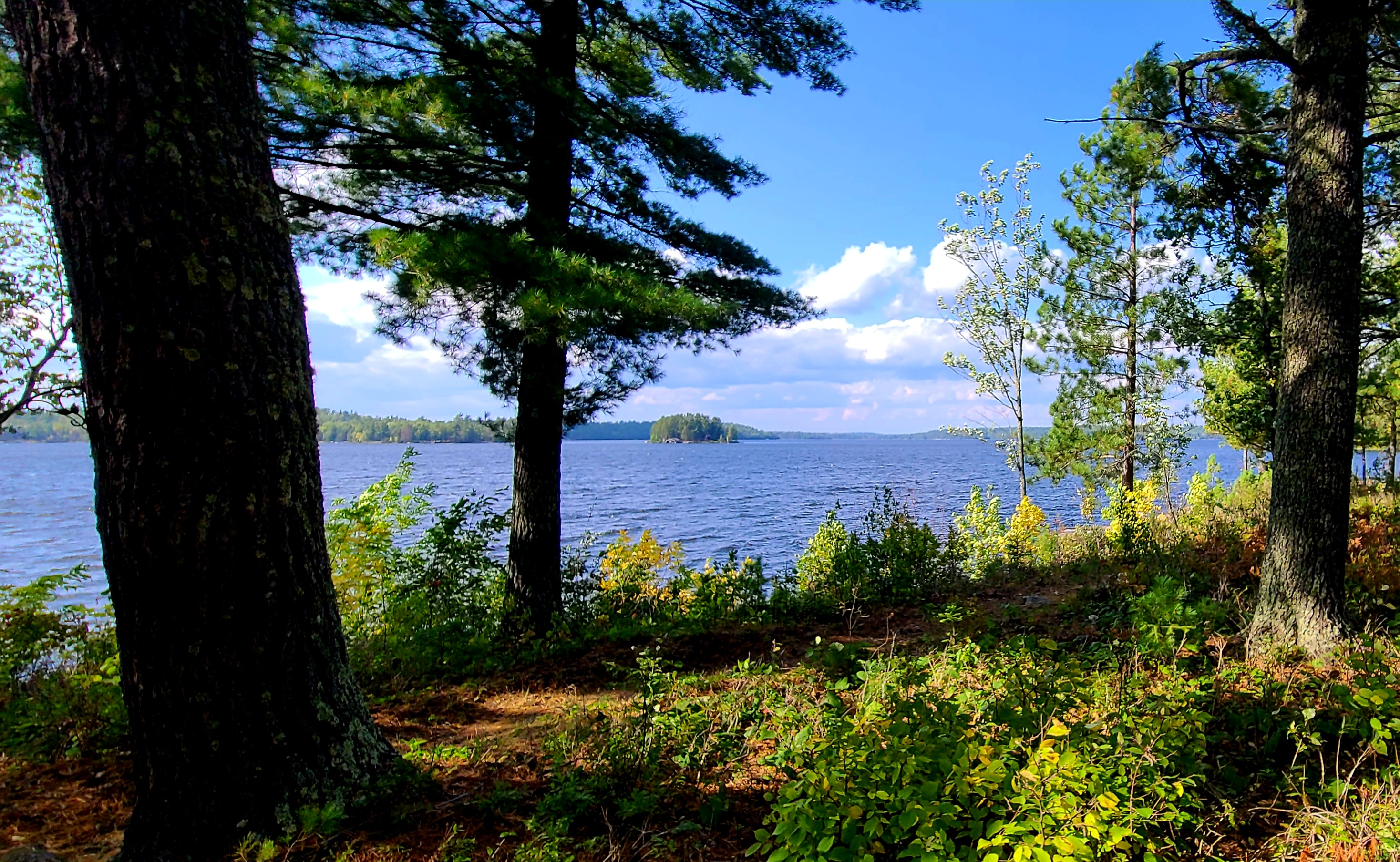 The beautiful waters of Crane Lake and islands from a pine tree forested shoreline in late summer.