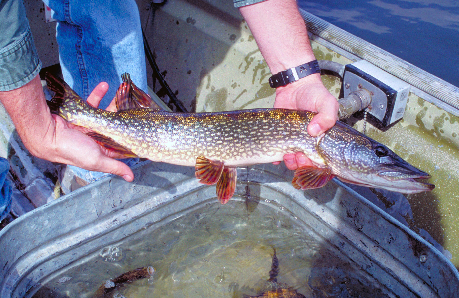 VOYA_Northern-Pike_Burn_1.jpg?maxwidth\u