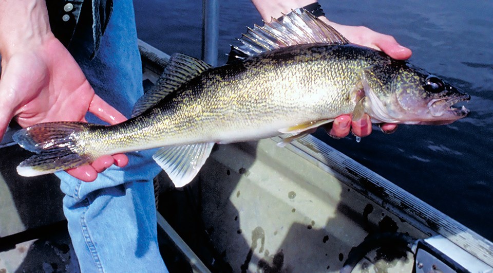 A fish with gold and black scales is held towards the camera by a person standing in a boat.