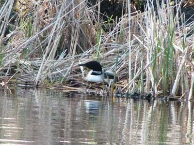 Loon sitting on nest Loon sitting on nest