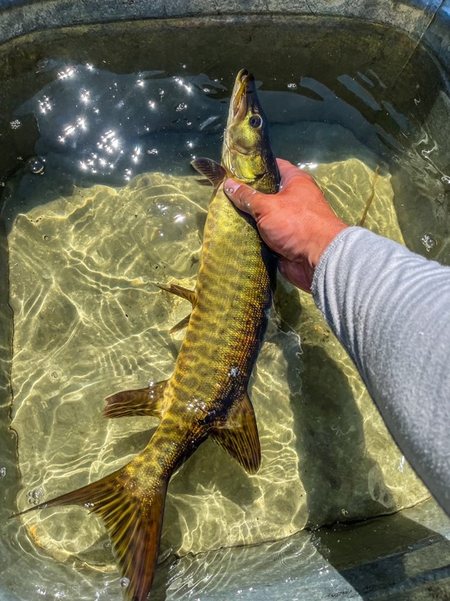 A fish is held in one hand over a tub of water.