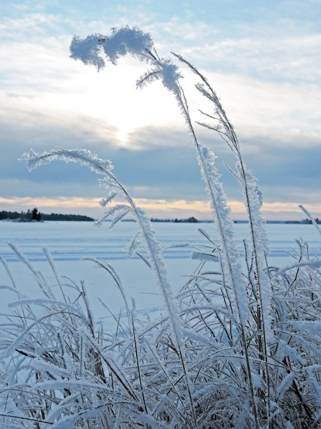 Image of grass frosted in the winter