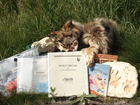 Contents of the Wolf Pack Education Trunk, pelts, tracks, books, activities. Contents of the Wolf Pack Education Trunk, pelts, tracks, books, activities.